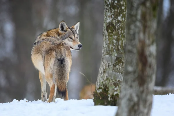 Grauer Wolf Canis Lupus Winterwald Wolf Lebensraum Natur — Stockfoto