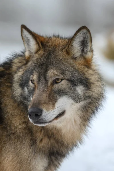 Lupo Grigio Canis Lupus Nella Foresta Invernale Lupo Nell Habitat — Foto Stock