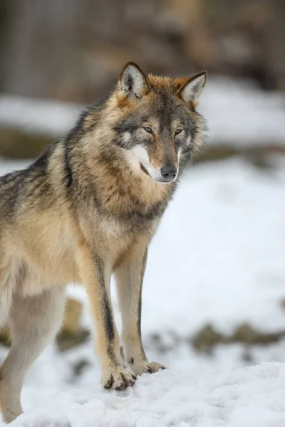 Γκρίζος Λύκος Canis Lupus Στο Χειμερινό Δάσος Λύκος Στο Φυσικό — Φωτογραφία Αρχείου