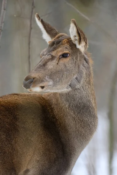 Hjort Vinterskogen Djur Naturlig Miljö Vilt Och Växter — Stockfoto