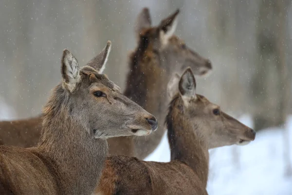 Female Deer Winter Forest Animal Natural Habitat Wildlife Scene — Stock Photo, Image