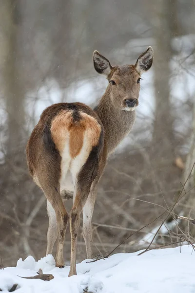 Weibliche Hirsche Winterwald Tiere Natürlichem Lebensraum Wildszene — Stockfoto