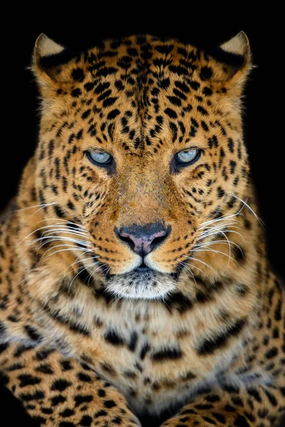 Cerca Hermoso Leopardo Grande Aislado Sobre Fondo Negro — Foto de Stock