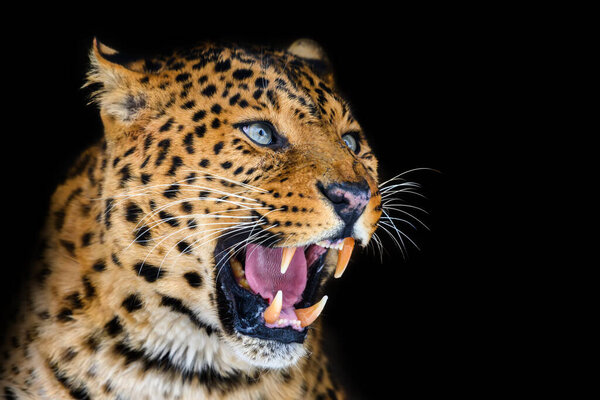 Close up beautiful angry leopard isolated on black background