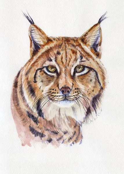 Retrato Lynx Obra Ilustração Aquarela Animal Desenhado Mão Branco — Fotografia de Stock