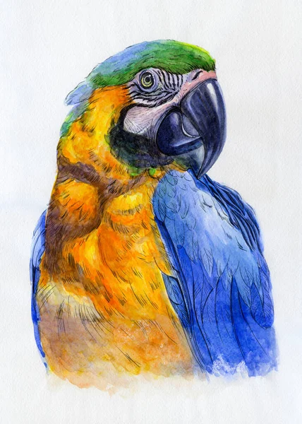 Papageienporträt Kunstwerk Aquarell Illustration Handgezeichnetes Tier Auf Weiß — Stockfoto