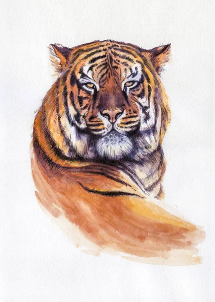Ritratto Tigre Illustrazione Acquerello Opera Arte Animale Disegnato Mano Bianco — Foto Stock