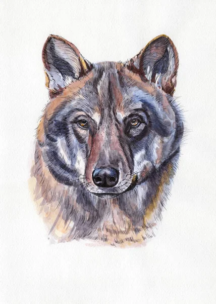 Retrato Lobo Obra Arte Ilustración Acuarela Animal Dibujado Mano Sobre —  Fotos de Stock