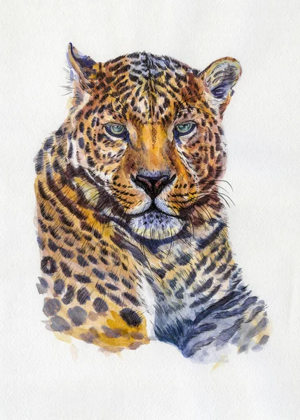 Ritratto Leopardo Illustrazione Acquerello Opera Arte Animale Disegnato Mano Bianco — Foto Stock