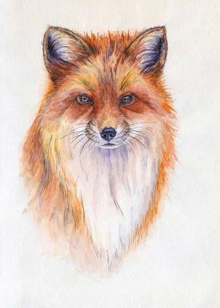 Portrét Červené Lišky Obrázek Akvarel Ilustrace Ručně Kreslené Zvíře Bílém — Stock fotografie