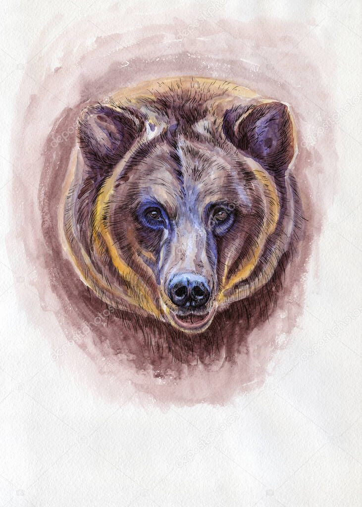 Bear portrait. Artwork watercolor illustration. Hand drawn animal on white