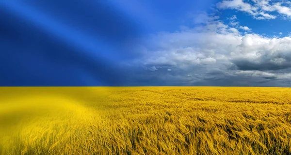 Símbolo Ucrânia Bandeira Amarela Azul Nacional Ucraniana Com Closeup Colheita — Fotografia de Stock