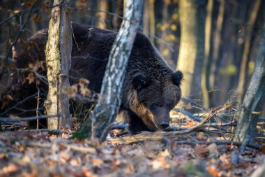 Vahşi Boz Ayı (Ursus Arctos) ormanda. Doğal ortamda bir hayvan. Vahşi yaşam sahnesi