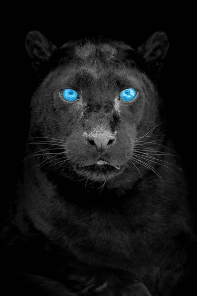 Siyah Arka Planda Mavi Gözlü Siyah Bir Leoparın Portresi — Stok fotoğraf