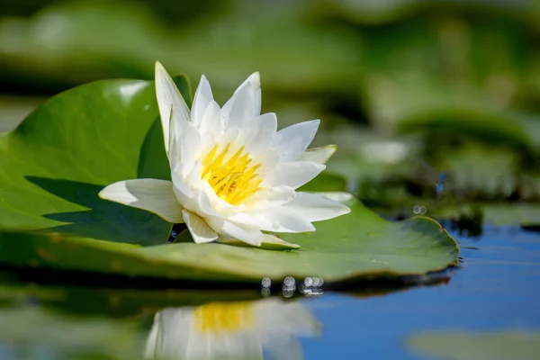 Lindas Flores Branco Nymphaea Alba Comumente Chamado Lírio Água Lírio — Fotografia de Stock