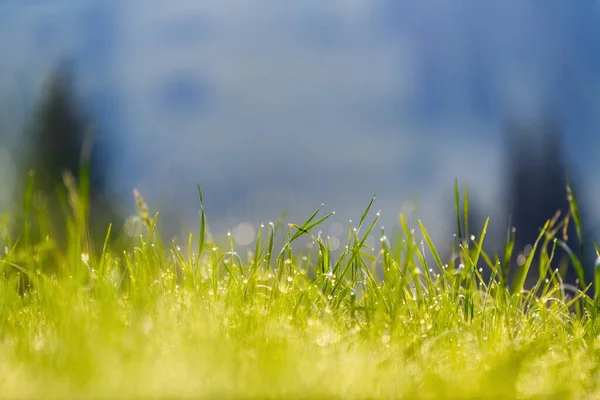 Nära Färska Gröna Gräset Med Vatten Droppar — Stockfoto