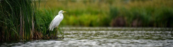 白鲱鱼 大埃格雷特 站在湖上 水鸟在自然界的栖息地 野生动物场景 — 图库照片