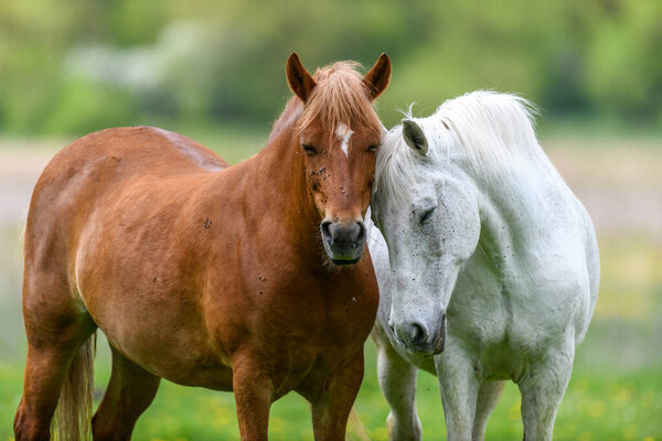 White and brown love horse on field. Farm animals on meadow