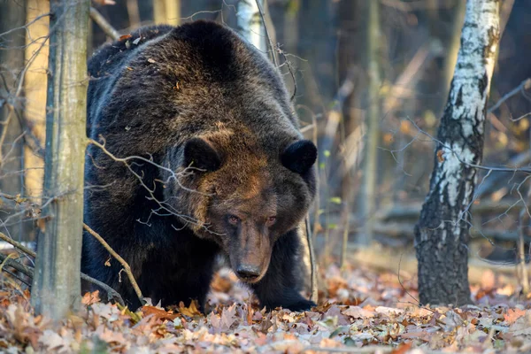 Ведмідь Дикий Ursus Arctos Лісі Тварини Природному Середовищі Вид Дикої — стокове фото