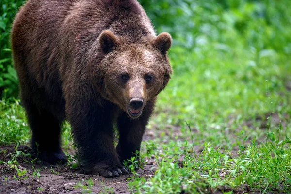 夏の森の中の野生の茶色のクマ Ursus Arctos 自然の生息地で動物 野生動物のシーン — ストック写真