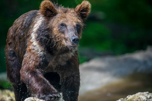 Medvěd Hnědý Ursus Arctos Letním Lese Zvíře Přírodním Prostředí Divoká — Stock fotografie