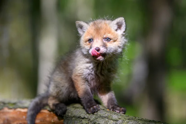 Κόκκινη Αλεπού Vulpes Vulpes Μικρό Νεαρό Κουτάβι Στο Δάσος Χαριτωμένα — Φωτογραφία Αρχείου