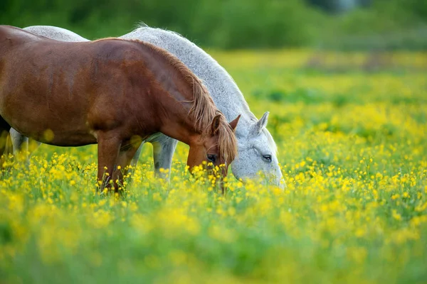 Caballo Blanco Marrón Campo Flores Amarillas Animales Granja Prado — Foto de Stock