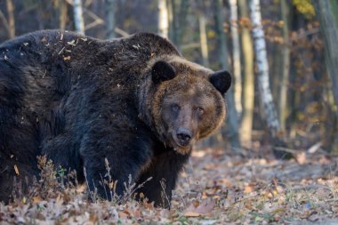 Sonbahar ormanında ayı. Ursus arctos, sonbahar renkleri. Doğal ortamda tehlikeli bir hayvan. Vahşi yaşam sahnesi