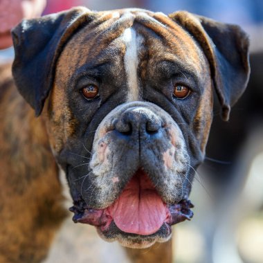 Açık ağızlı ve çıkıntılı komik Boxer Dog portresini kapat 