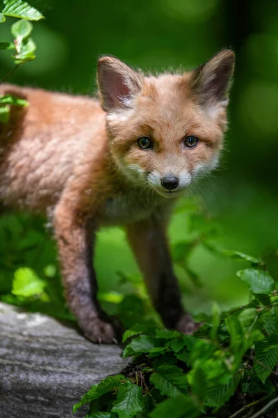 Raposa Vermelha Vulpes Vulpes Filhote Pequeno Floresta Pequenos Predadores Selvagens — Fotografia de Stock