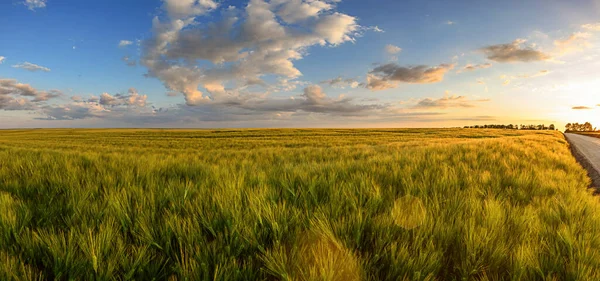 Paisaje Campo Trigo Con Camino Antes Puesta Del Sol Paisaje —  Fotos de Stock