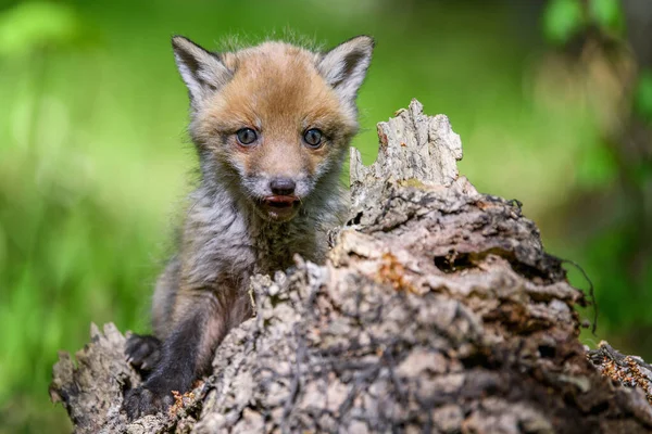 レッドフォックス 彫刻の彫刻 森の中の小さな赤ちゃん 自然環境でかわいい野生の捕食者 自然からの野生動物のシーン — ストック写真