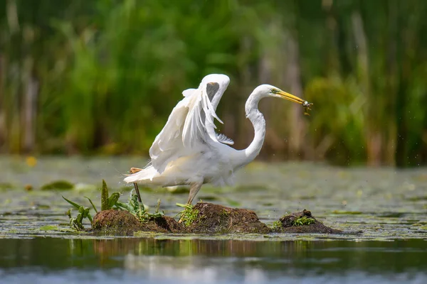 Белая Цапля Большая Цапля Стоящая Озере Рыбой Птица Естественной Среде — стоковое фото