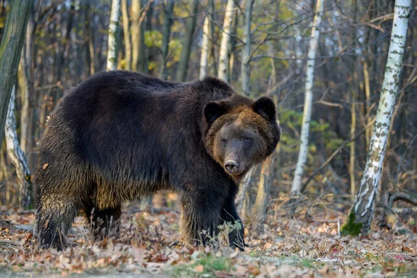 Медведь Осеннем Лесу Ursus Arctos Осенние Цвета Опасное Животное Естественной — стоковое фото