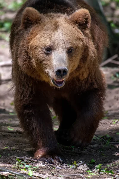 Дикий Коричневый Медведь Ursus Arctos Летнем Лесу Животное Естественной Среде — стоковое фото