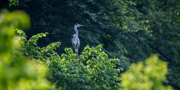 Grand Héron Gris Sur Arbre Oiseau Échassier Sauvage Avec Longues — Photo