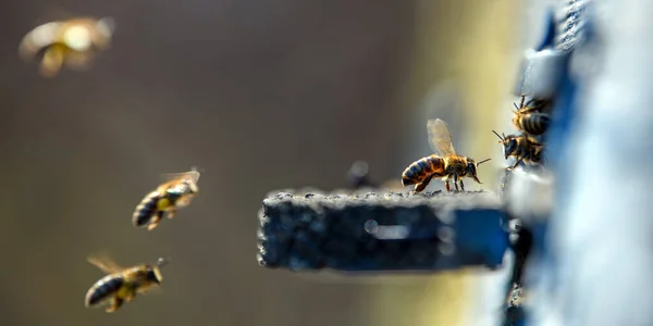 Schließen Sie Bienen Die Das Kleine Loch Des Bienenstocks Gelangen — Stockfoto