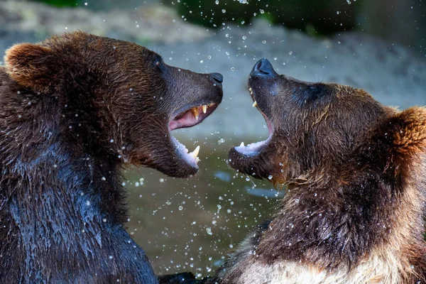 Two Wild Brown Bear Ursus Arctos Fight Pond Summer Forest — Stock Photo, Image