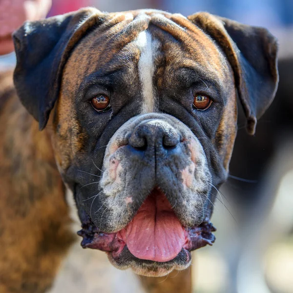 Chiudi Divertente Boxer Dog Ritratto Con Bocca Aperta Lingua Sporgente — Foto Stock