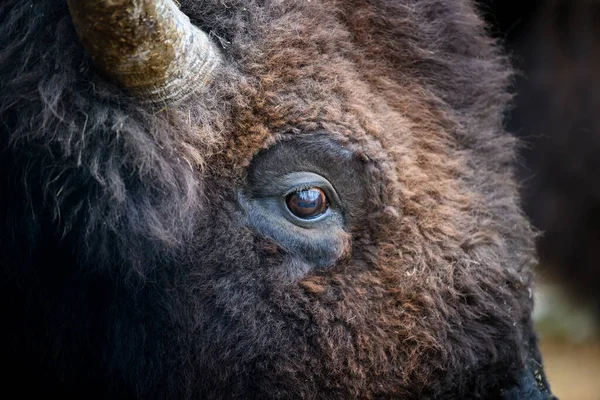 Close Detail Eye Portrait European Bison Eye Big Brown Animal — Stock Photo, Image