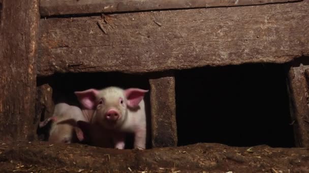 농장에는 재미있는 돼지가 있습니다 — 비디오