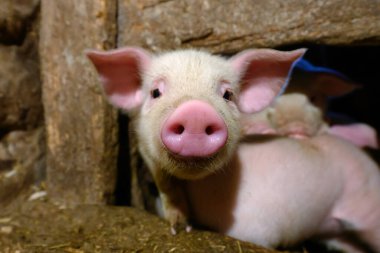 Küçük domuz çiftliğindeki komik toprak bebek domuz yavrusu sanayisi