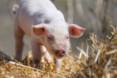 Domuz çiftliğinde samanlıkta ve samanlıkta yavru domuzcuğu kapat.