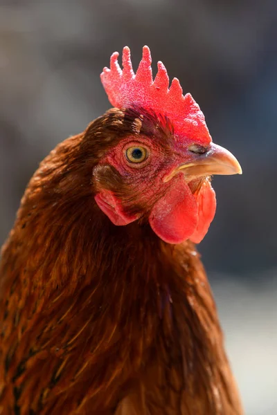 Portret Kurczaka Farmie Koncepcja Drobiu Kura Brązowa — Zdjęcie stockowe