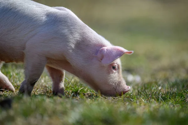 Fermer Porcelet Nouveau Sur Herbe Printanière Dans Une Ferme — Photo