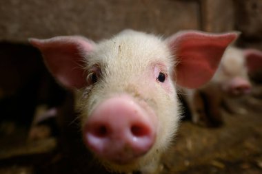 Küçük domuz çiftliğindeki komik toprak bebek domuz yavrusu sanayisi