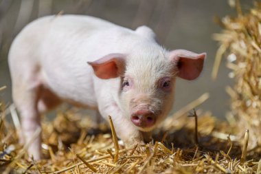 Domuz çiftliğinde samanlıkta ve samanlıkta yavru domuzcuğu kapat.