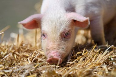 Domuz çiftliğinde samanlıkta ve samanlıkta yavru domuzcuğu kapat.