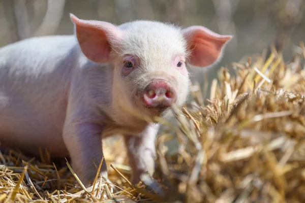Close Baby Piglet Hay Straw Pig Breeding Farm — Stock Photo, Image