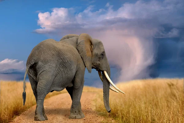 Ausgewachsene Elefanten Spazieren Unter Stürmischem Himmel Durch Die Savanne Nationalpark — Stockfoto